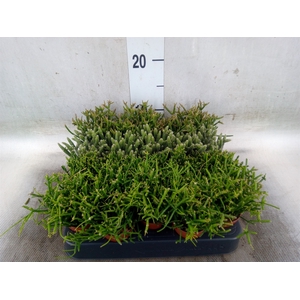 Rhipsalis   ...mix
