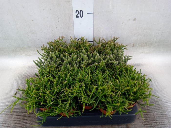 <h4>Rhipsalis   ...mix</h4>
