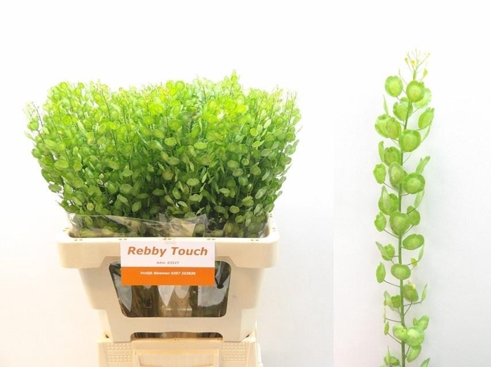 <h4>Thlaspi Butterfly</h4>