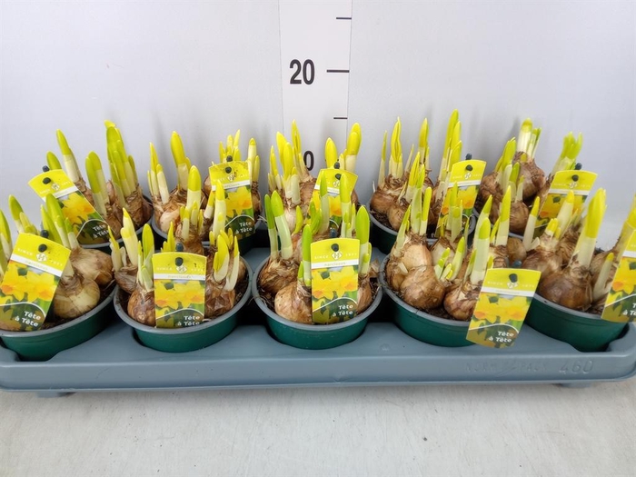 <h4>Narcissus 'Tete a tete'</h4>