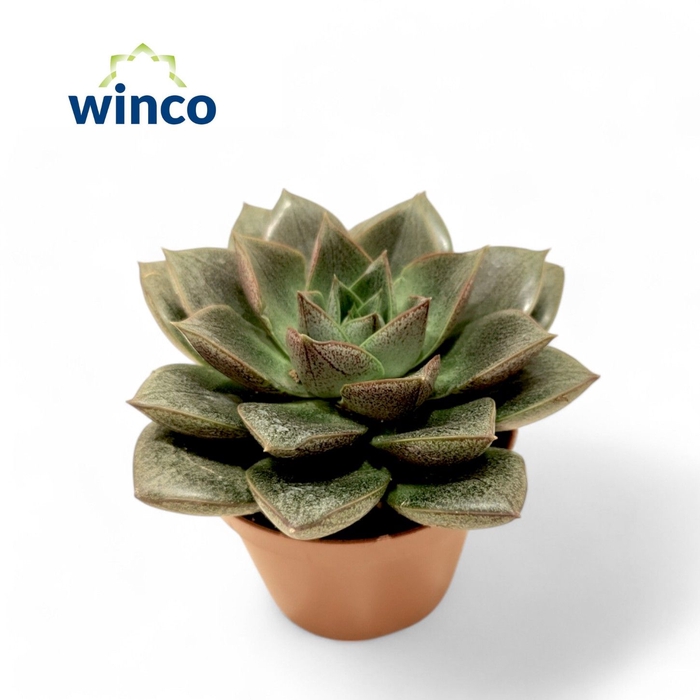 <h4>Echeveria Purpurea XL</h4>