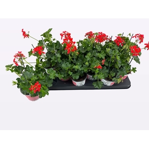 PEL PELT BALKON ROOD