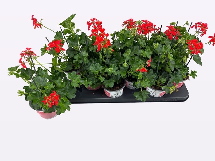 <h4>PEL PELT BALKON ROOD</h4>