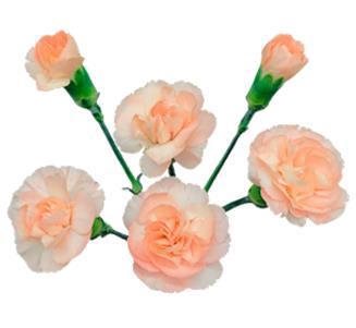 <h4>Di Tr Hamada</h4>