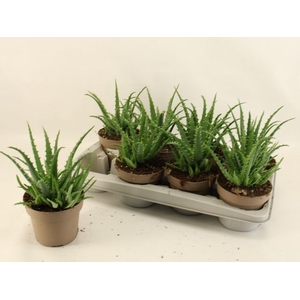 Aloe Arborescens