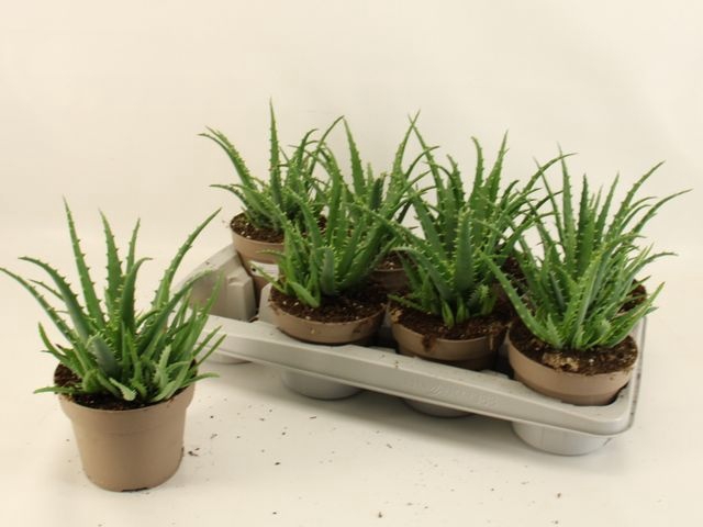 <h4>Aloe Arborescens</h4>