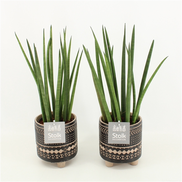 <h4>Sansevieria Cylindrica in Maya keramiek</h4>