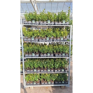 Ilex meserveae Blue Maid