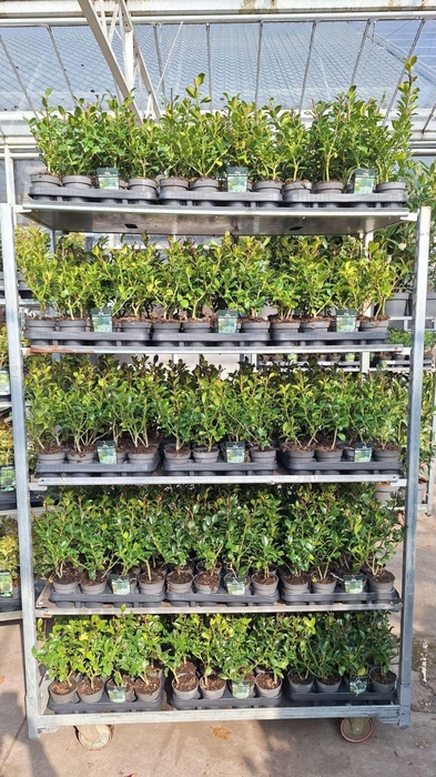 <h4>Ilex meserveae Blue Maid</h4>