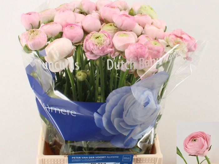 <h4>RAN AM MARSHMALLOW</h4>