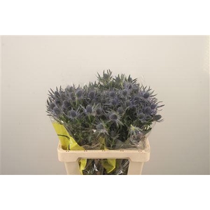 Eryngium Mag Blue Lagoon