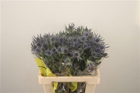 <h4>Eryngium Mag Blue Lagoon</h4>