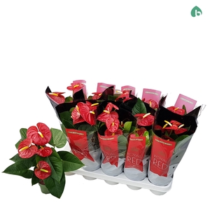 Anthurium andr. 'Royal Champion'