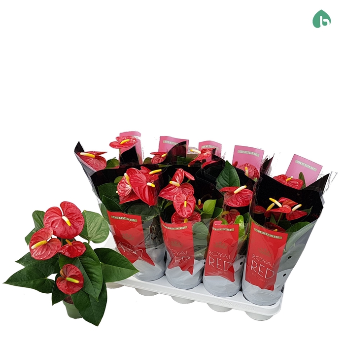 <h4>Anthurium andr. 'Royal Champion'</h4>