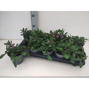 SCAEV SUR FASHI PINK