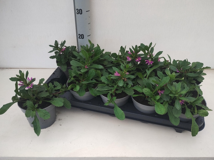 <h4>SCAEV SUR FASHI PINK</h4>