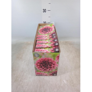 Dahlia   ...flowerbulbs