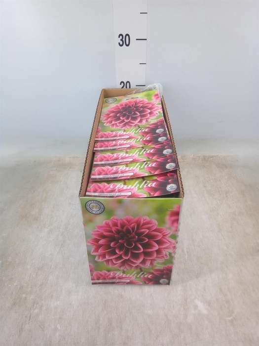 <h4>Dahlia   ...flowerbulbs</h4>