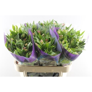 Alstr Avianna (l.rose)