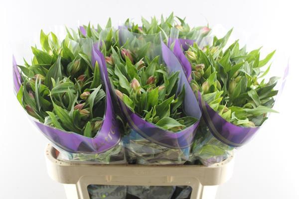 <h4>Alstr Avianna (l.rose)</h4>