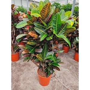 Codiaeum Petra (Croton Petra)