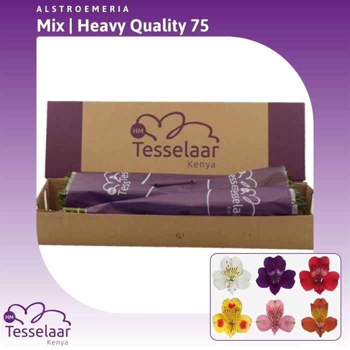 <h4>Alstroemeria Mix | Heavy Quality</h4>