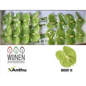 ANTH A MIDORI