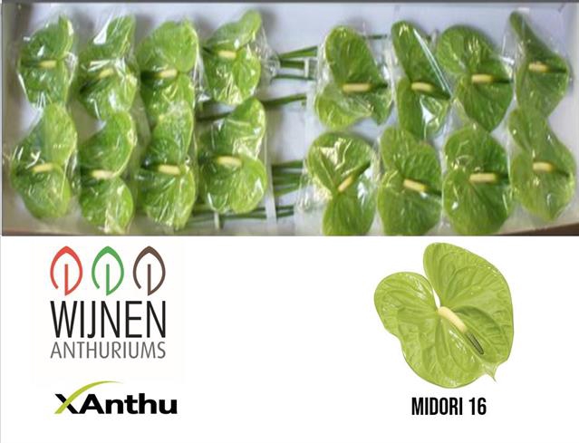 ANTH A MIDORI