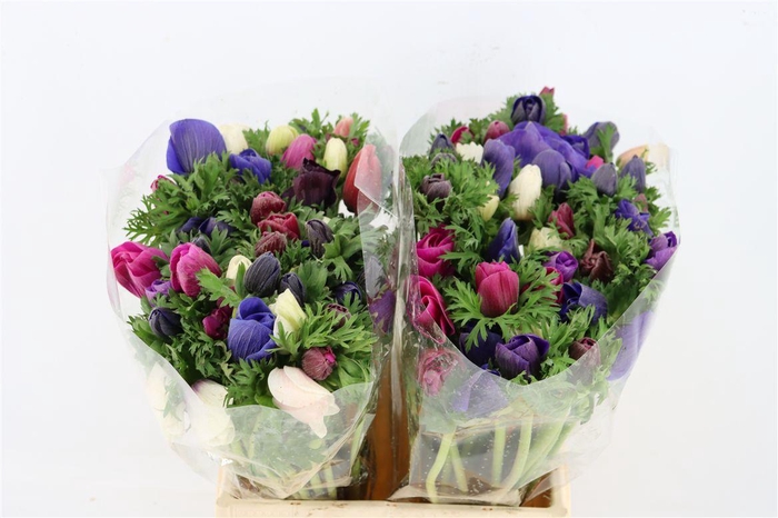 <h4>Anem Mistral Mix</h4>