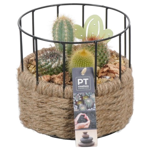 <h4>PTCT4658 Arrangementen Cactus</h4>