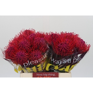 Nutans Painted Cerise