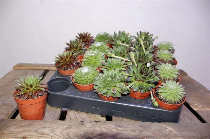 <h4>arr8 Semp Gem</h4>