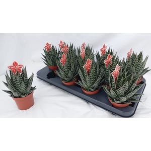 ALOE TIKI TAHI