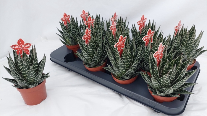 <h4>ALOE TIKI TAHI</h4>