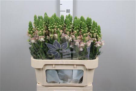 <h4>Antir Avignon Pink</h4>