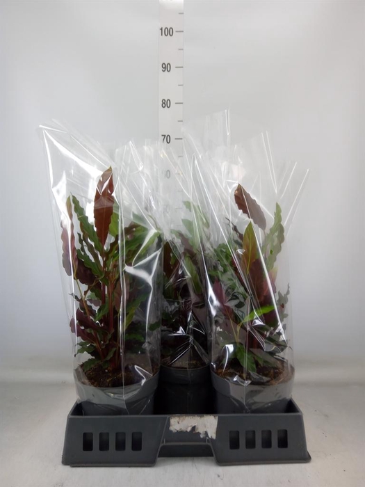 <h4>Calathea rufibarba</h4>