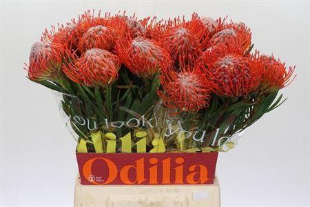 <h4>Leuco Co Tango</h4>