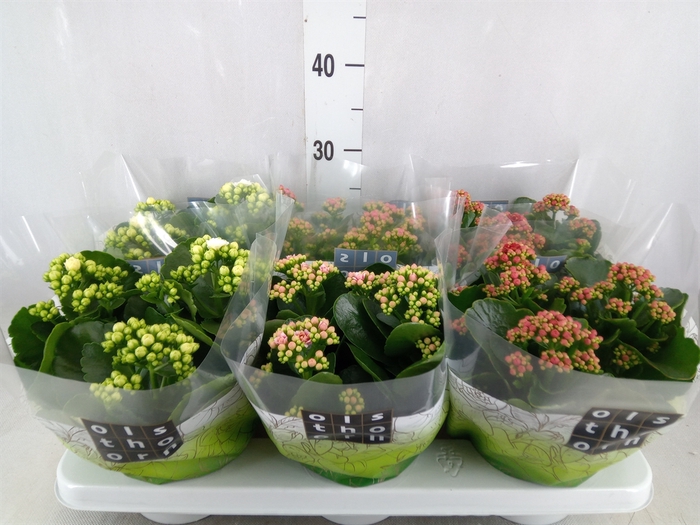 <h4>Kalanchoe blos.   ..rosebud mix  4</h4>