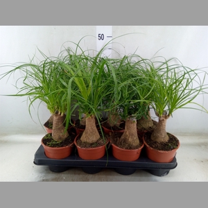 Beaucarnea recurvata