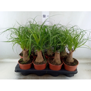 Beaucarnea recurvata