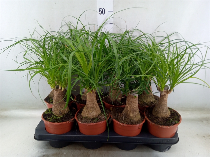 <h4>Beaucarnea recurvata</h4>