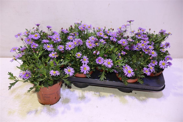 <h4>Brach Bras Violet</h4>