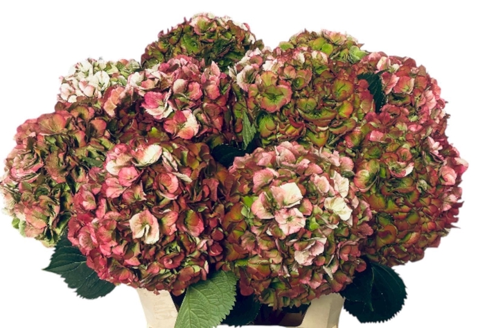 <h4>HYDR M ELBTAL CL</h4>