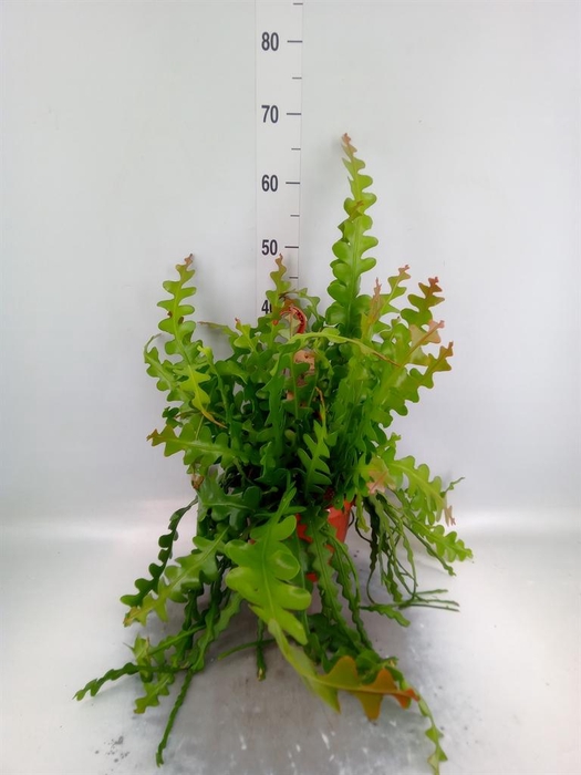 <h4>Epiphyllum anguliger</h4>