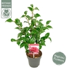 Camellia reticulata Mary Williams
