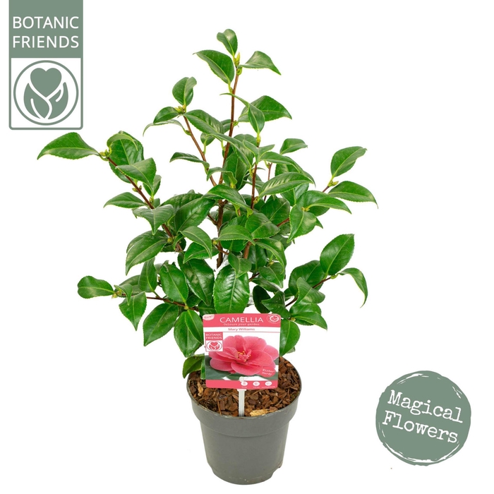 Camellia reticulata Mary Williams