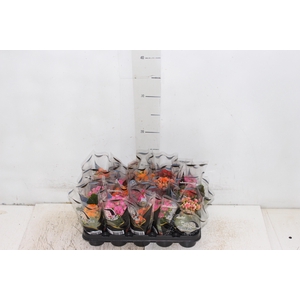 KAL. DOBRADO MINI P06