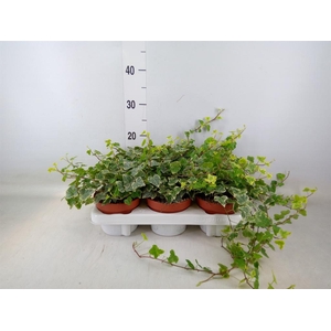 Hedera helix 'White Wonder'