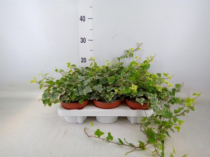 <h4>Hedera helix 'White Wonder'</h4>