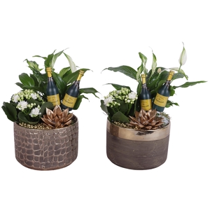 New Year Arr. Indoor Ceramic Pure Luxury N568 Ø17cm 3PP